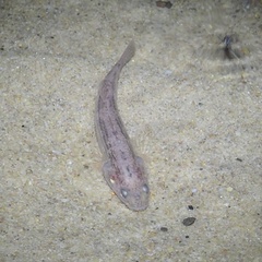 Gobiomorphus coxii