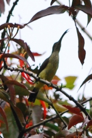 Long-Billed Spiderhunter