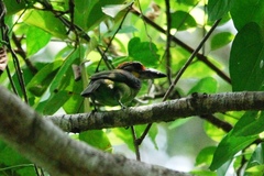 Psilopogon chrysopogon