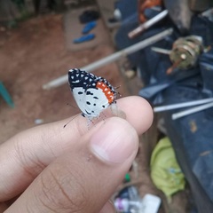 Talicada nyseus nyseus