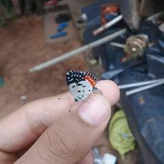 Talicada nyseus nyseus