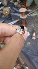 Talicada nyseus nyseus