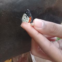 Talicada nyseus nyseus