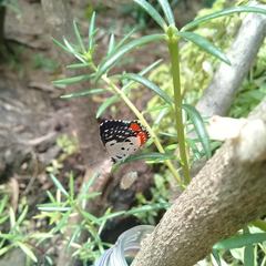 Talicada nyseus nyseus