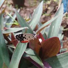 Talicada nyseus nyseus