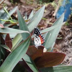 Talicada nyseus nyseus