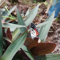 Talicada nyseus nyseus