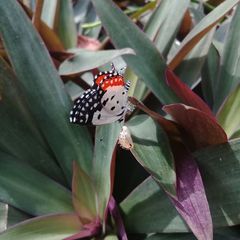 Talicada nyseus nyseus