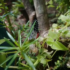 Talicada nyseus nyseus