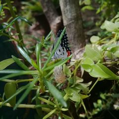 Talicada nyseus nyseus