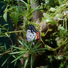 Talicada nyseus nyseus