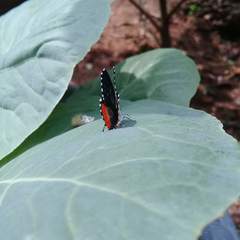 Talicada nyseus nyseus