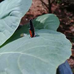 Talicada nyseus nyseus