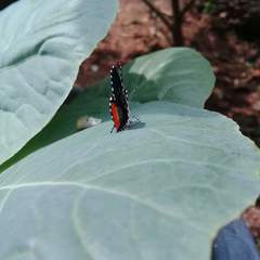 Talicada nyseus nyseus