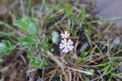 Primula mistassinica