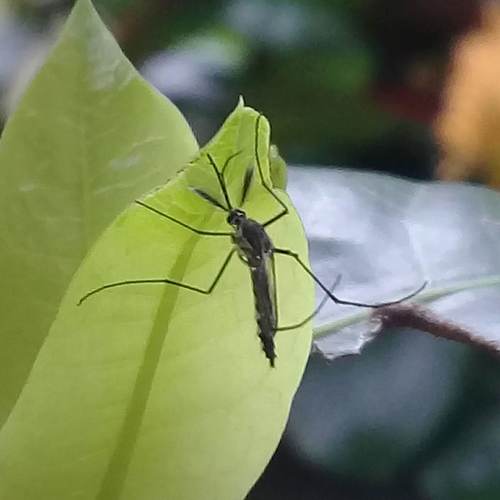Armigeres subalbatus photo 2