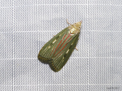 Tirathaba ruptilinea