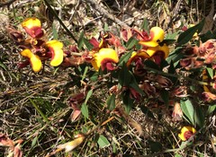 Bossiaea ornata