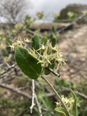 Oxypetalum tomentosum