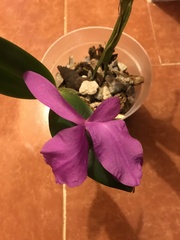 Guarianthe