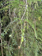 Sophora cassioides