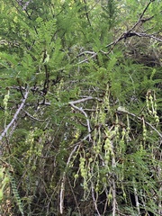 Sophora cassioides