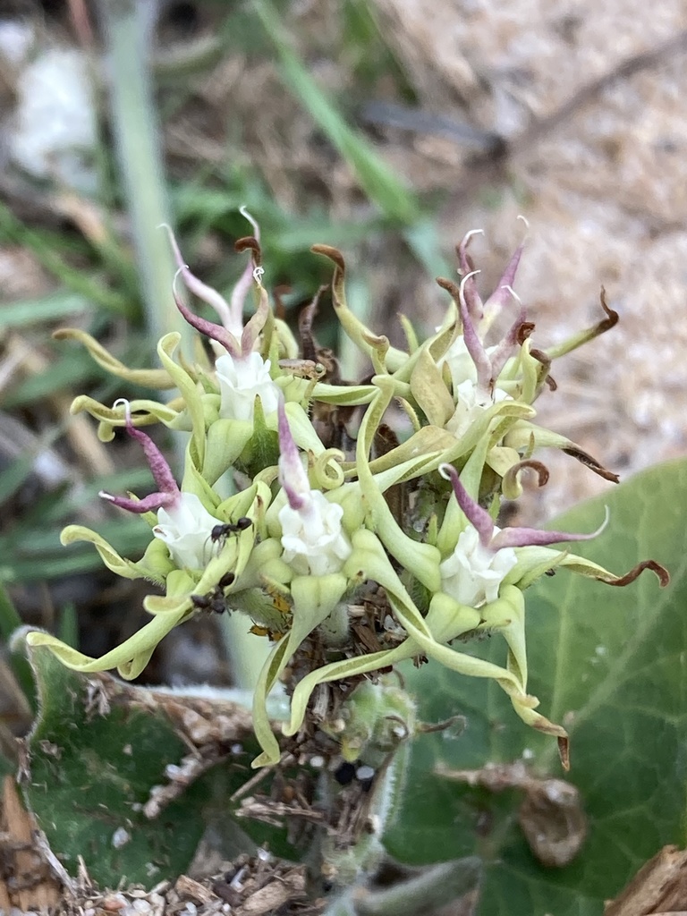 Oxypetalum tomentosum