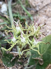 Oxypetalum tomentosum