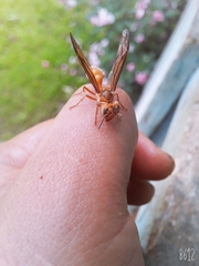 Synoeca virginea