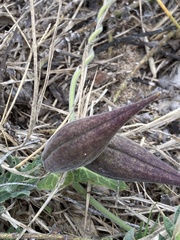 Oxypetalum tomentosum