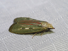 Tirathaba ruptilinea