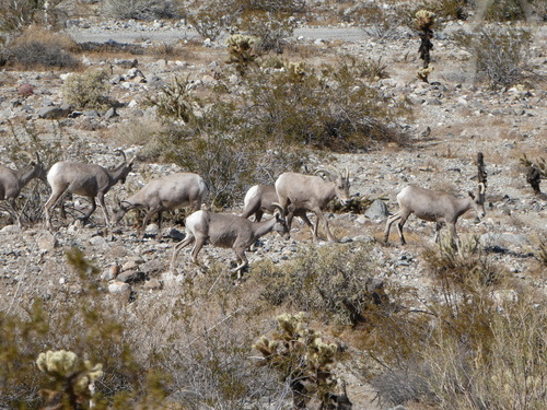 iNaturalist observation photo of Desert Bighorn Sheep