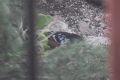 Pipilo maculatus megalonyx
