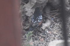 Pipilo maculatus megalonyx