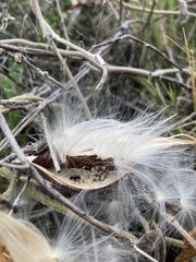 Oxypetalum tomentosum
