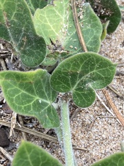 Oxypetalum tomentosum