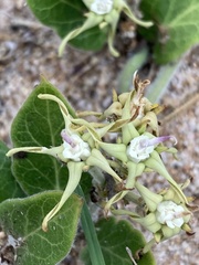 Oxypetalum tomentosum