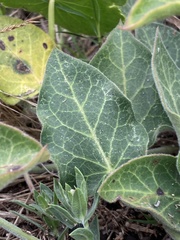 Oxypetalum tomentosum