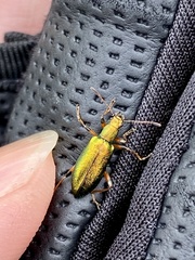 Arthromacra decora