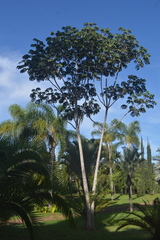 Cecropia pachystachya