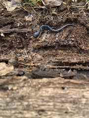 Plethodon ocmulgee