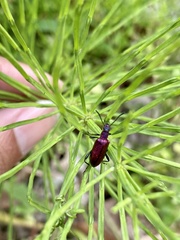 Arthromacra decora
