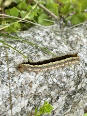Euthrix albomaculata