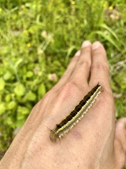 Euthrix albomaculata