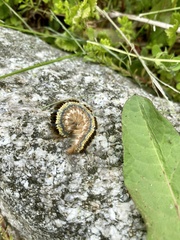 Euthrix albomaculata