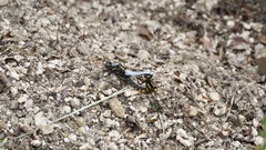 Orthetrum japonicum