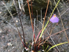 Utricularia barkeri