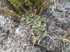 Actinotus bellidioides