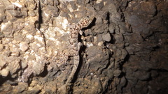Phyllodactylus tuberculosus