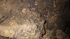 Phyllodactylus tuberculosus